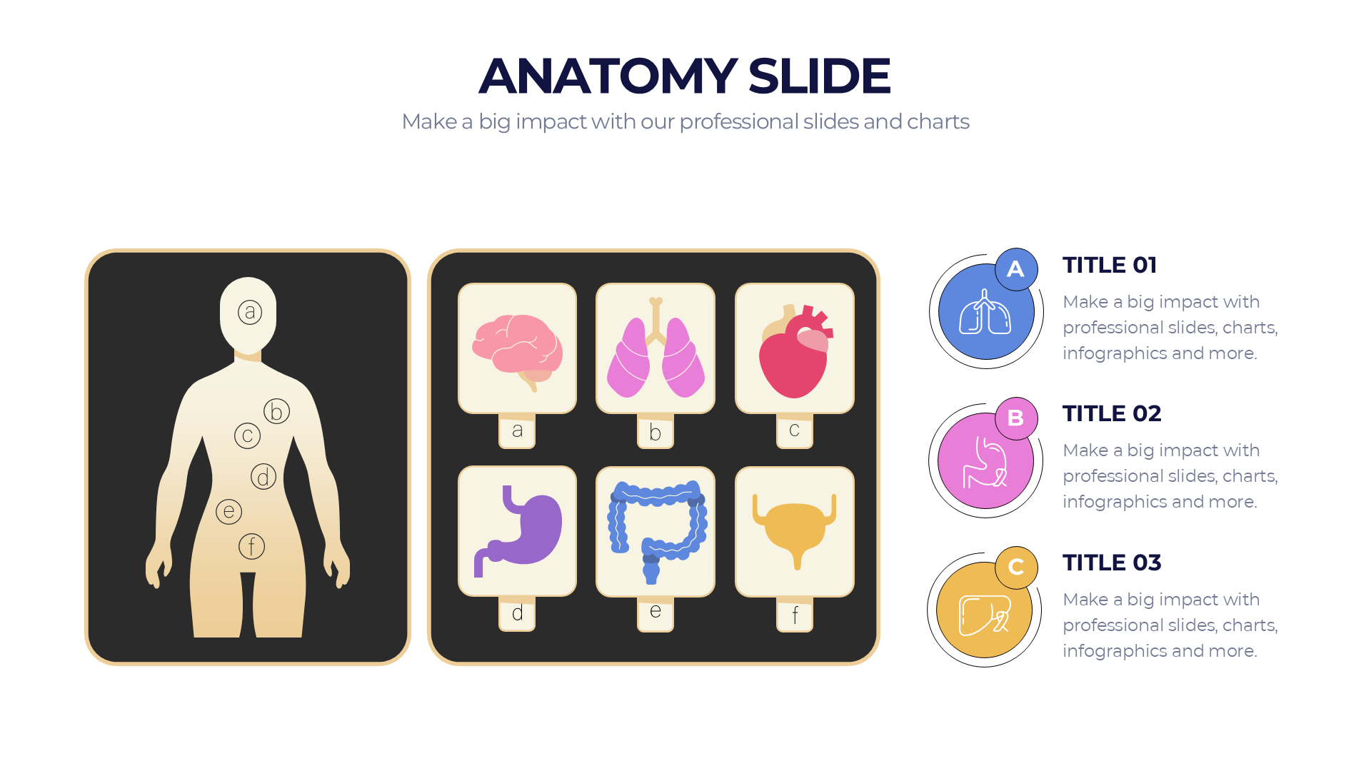 Anatomy slide 4